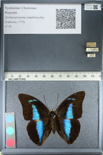 Media type: image;   Entomology 161295